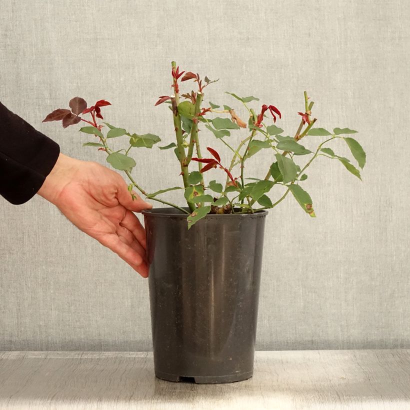 Example of Rosa Just Joey - Edelrose Topf mit 4L/5L as you get in automne