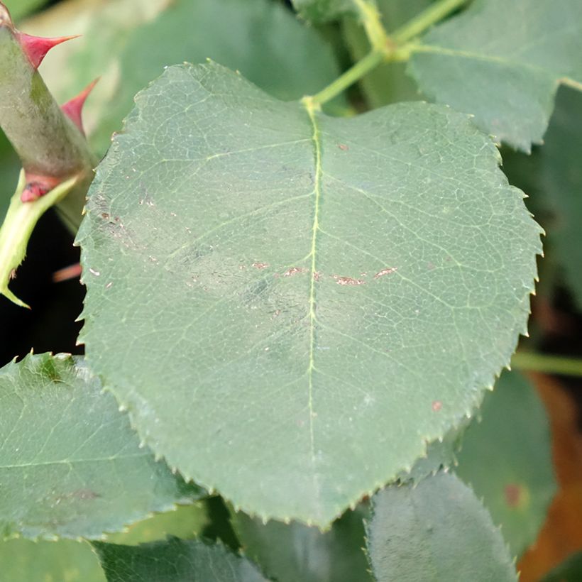 Rosa Just Joey - Edelrose (Foliage)
