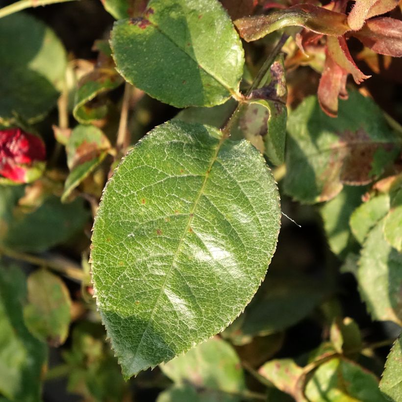 Rosa Kazatchok - Edelrose (Foliage)