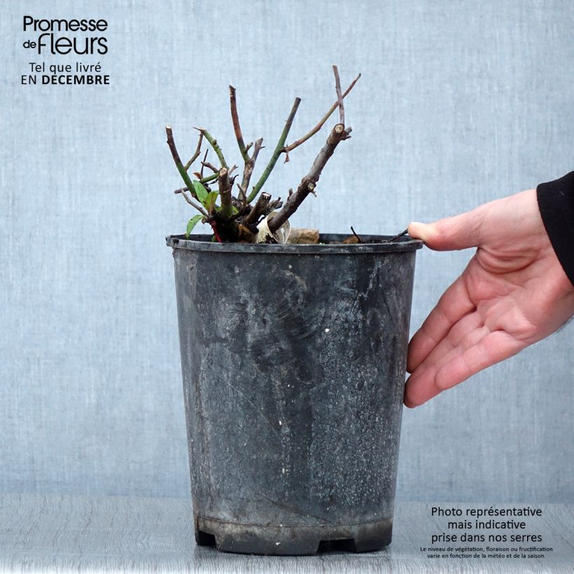 Example of Rosa Kazatchok - Edelrose Topf mit 4L/5L as you get in automne
