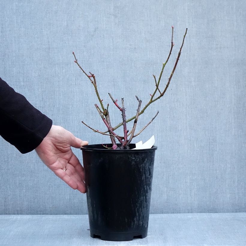 Exemplar von Rosa Kazatchok - Edelrose Topf mit 4L/5L wie im Winter geliefert