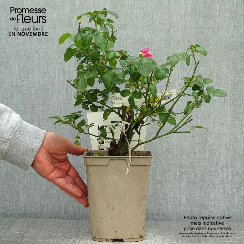 Example of Rosa La Rose de Molinard - Edelrose Topf mit 4L/5L as you get in automne