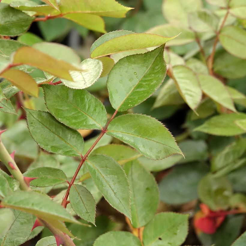 Rosa La rose Monsieur - Edelrose (Laub)