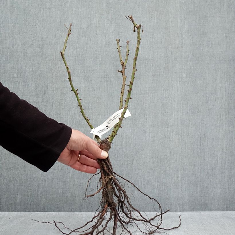 Exemplar von Rosa Laeticia Casta - Edelrose Wurzelnackt wie im Winter geliefert