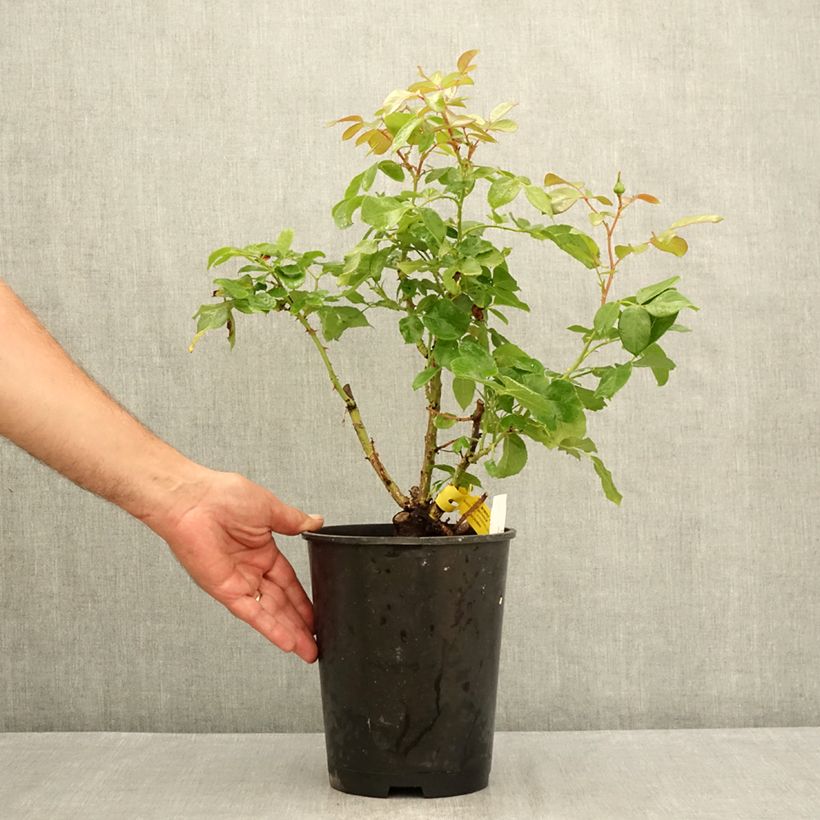 Example of Rosa Les Années Folles Bobino - Edelrose Topf mit 4L/5L as you get in ete