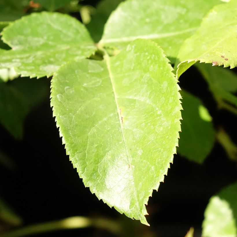 Rosa Les Années Folles Bobino - Edelrose (Foliage)