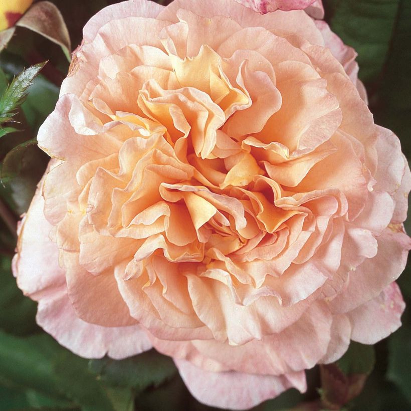 Rosa Les Années Folles Fox Trot - Edelrose (Flowering)