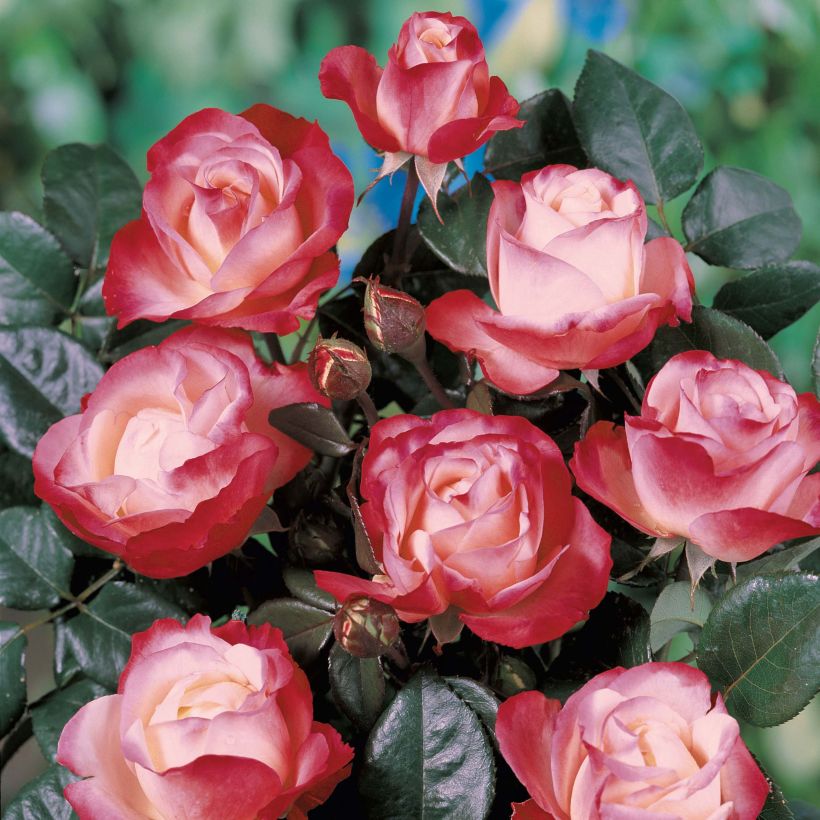 Rosa Les Années Folles La Garçonne - Edelrose (Flowering)