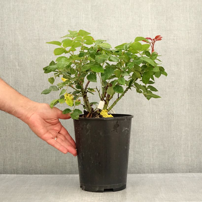 Example of Rosa Les Années Folles La Garçonne - Edelrose Topf mit 4L/5L as you get in ete