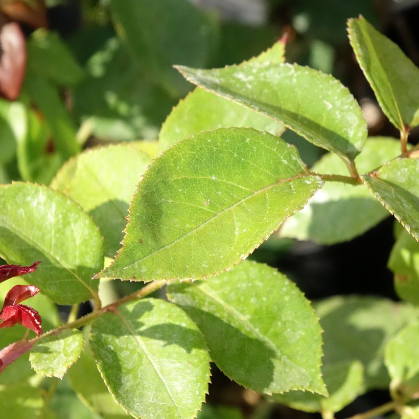 Rosa Les Années Folles La Garçonne - Edelrose (Foliage)