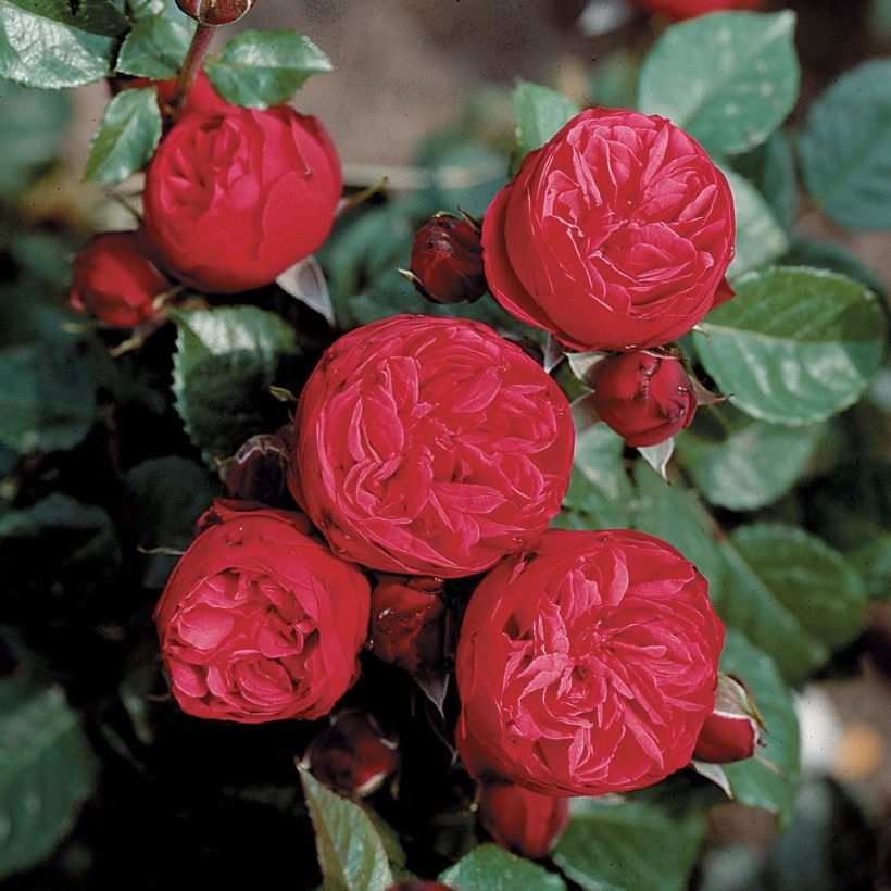 Rosa Les Années Folles Mistinguett - Edelrose (Flowering)