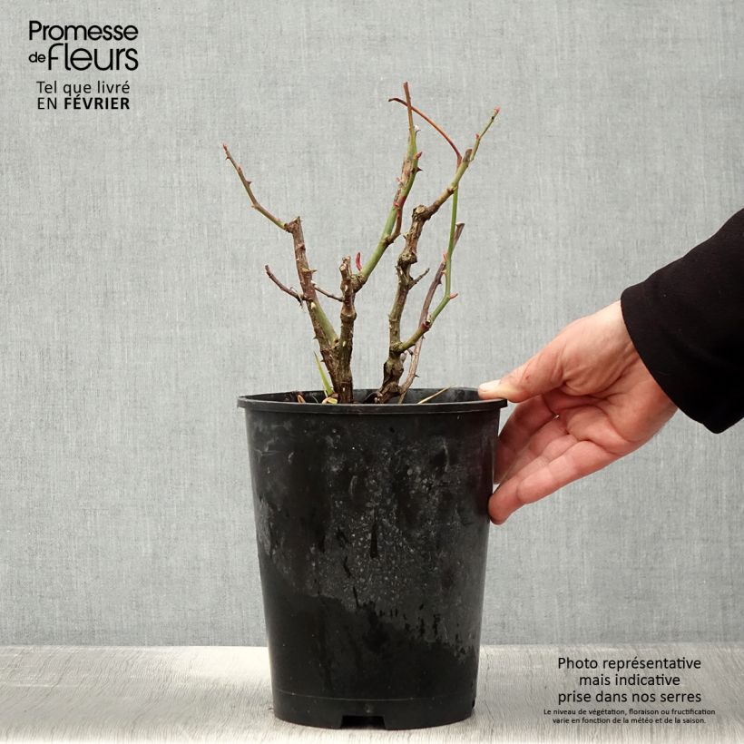 Exemplar von Rosa Les Années Folles Mistinguett - Edelrose Topf mit 4L/5L wie im Winter geliefert