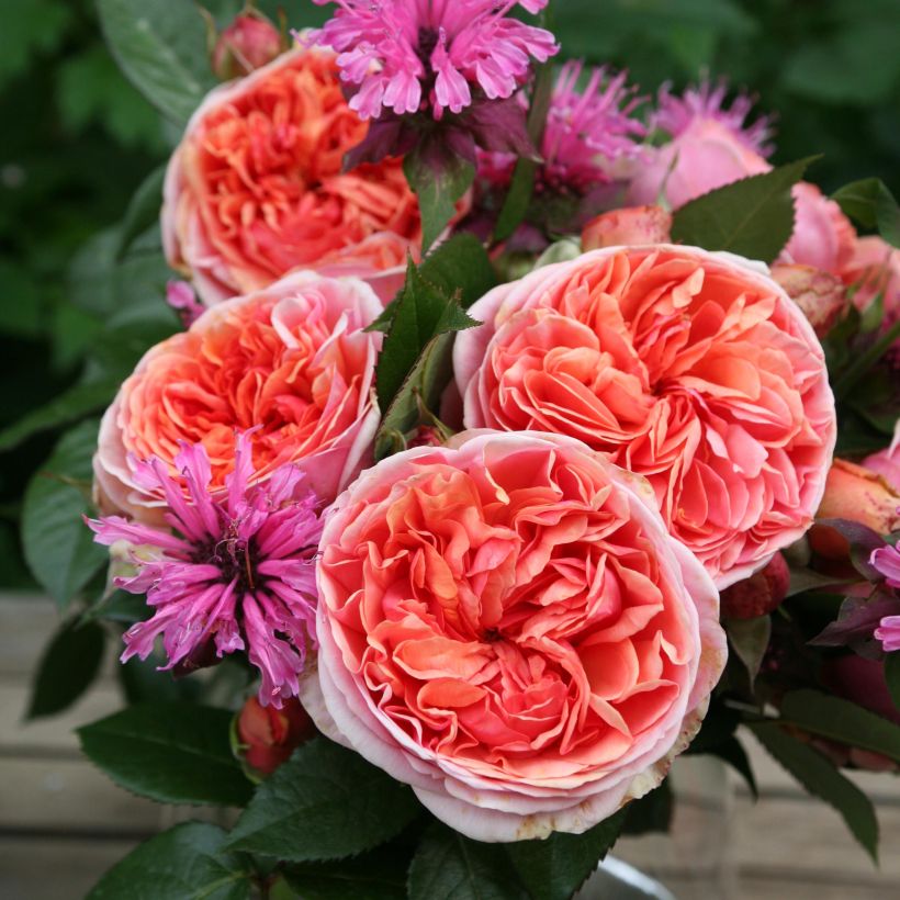 Rosa Les Années Folles Music Hall - Edelrose (Flowering)