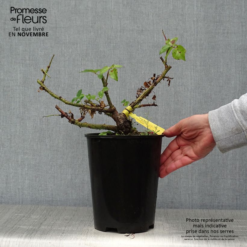 Example of Rosa Les Années Folles Music Hall - Edelrose Topf mit 4L/5L as you get in automne