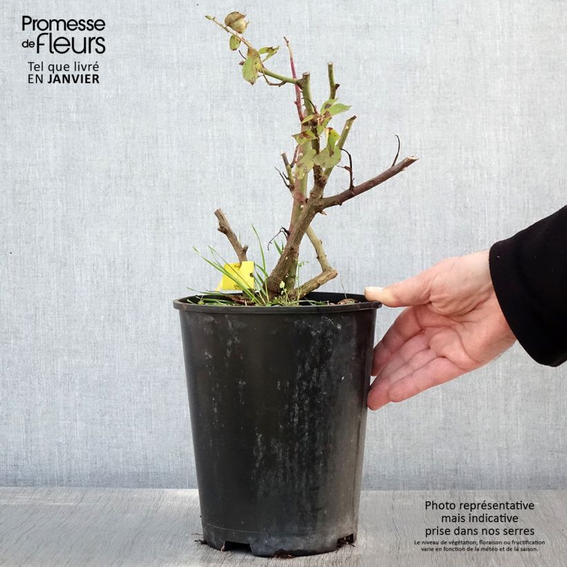 Exemplar von Rosa Les Années Folles Music Hall - Edelrose Topf mit 4L/5L wie im Winter geliefert