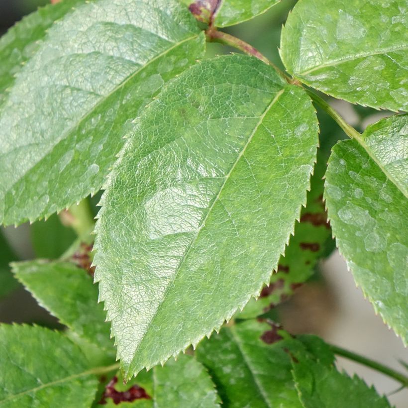 Rosa Les Années Folles Music Hall - Edelrose (Foliage)