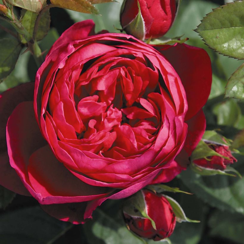 Rosa Les Années Folles Trocadéro - Edelrose (Flowering)