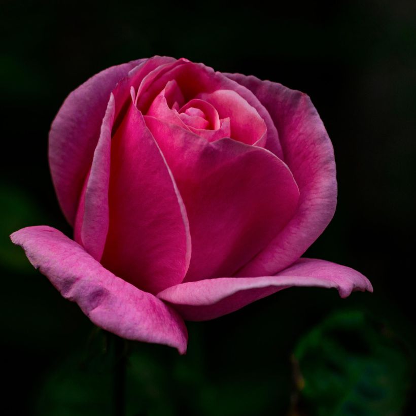 Rosa Mainauduft (Lolita Lempicka) - Edelrose (Flowering)