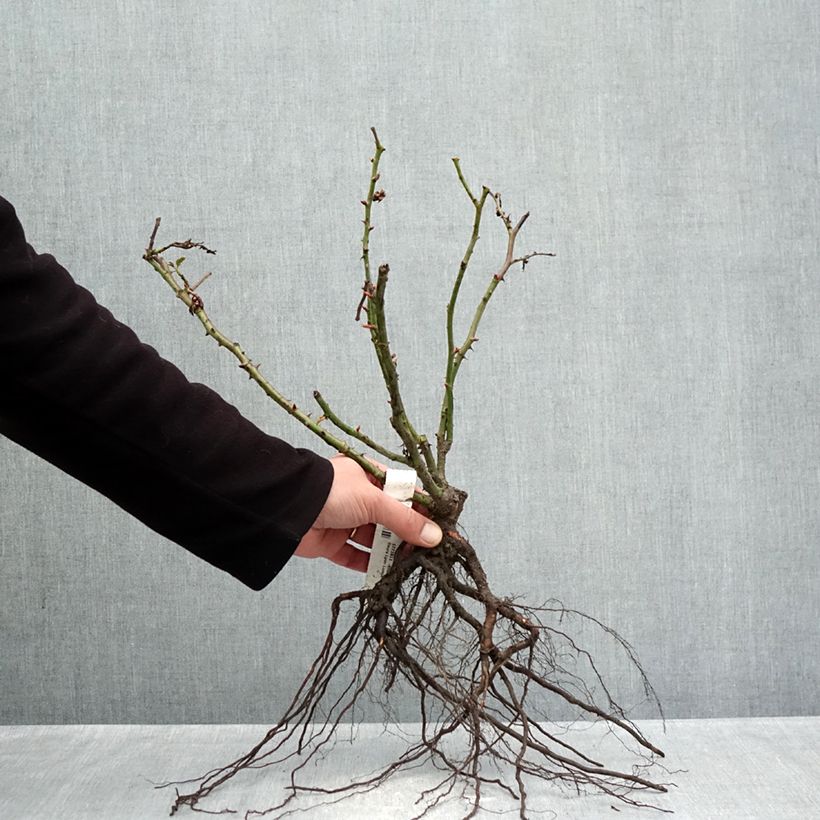 Exemplar von Rosa Lyon Lumières - Edelrose Wurzelnackt wie im Winter geliefert