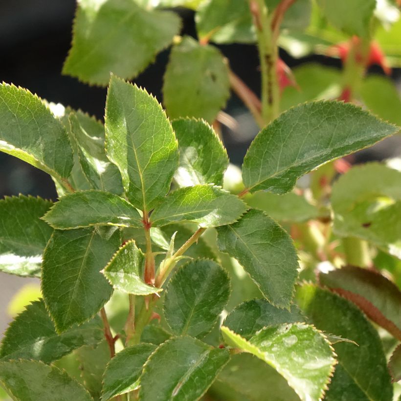 Rosa Macha Meril - Edelrose (Foliage)