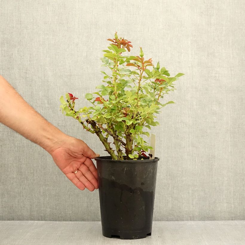 Example of Rosa Macha Meril - Edelrose Topf mit 4L/5L as you get in ete