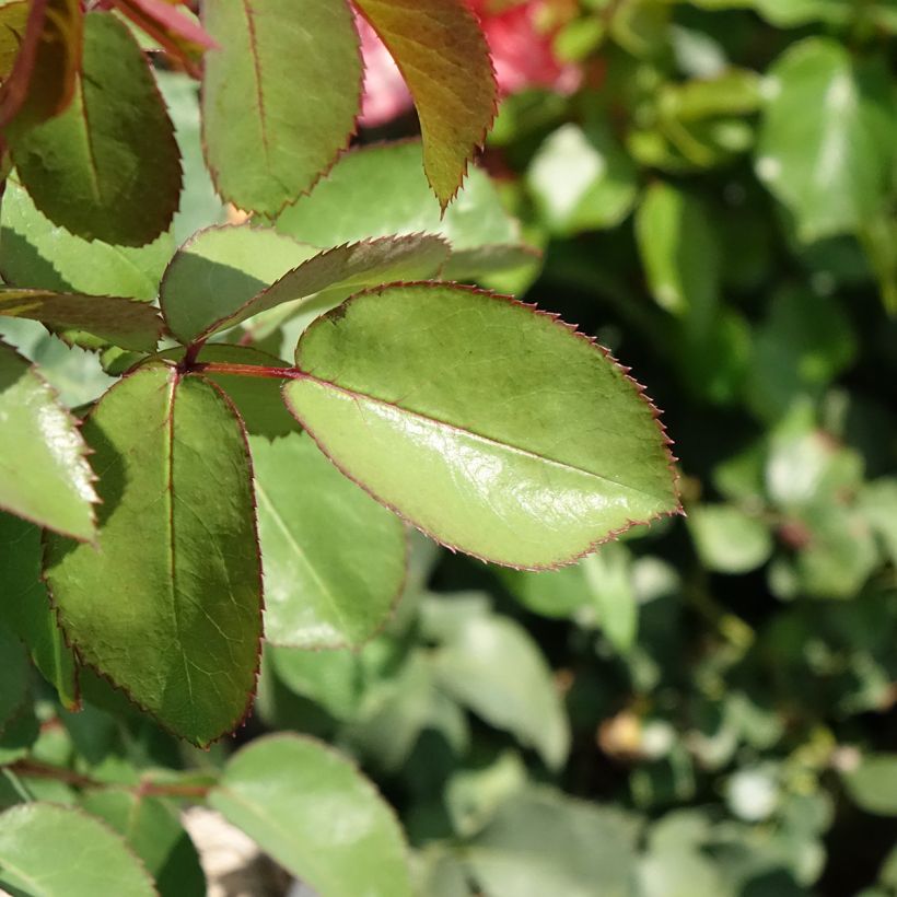 Rosa Mademoiselle Meilland - Edelrose (Foliage)