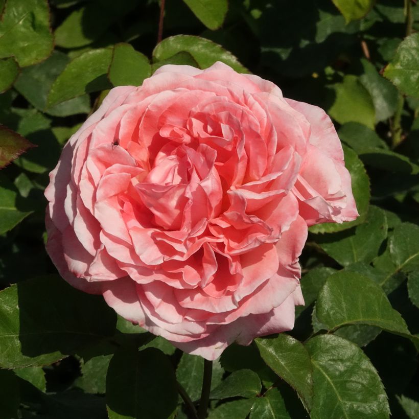Rosa Mademoiselle Meilland - Edelrose (Blüte)