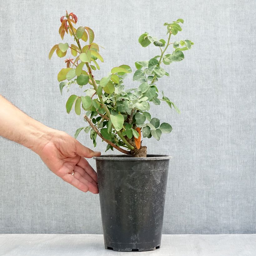 Example of Rosa Mademoiselle Meilland - Edelrose Topf mit 4L/5L as you get in ete