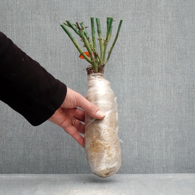 Exemplar von Rosa Mademoiselle Meilland - Edelrose Wurzelnackt in Beutel wie im Winter geliefert