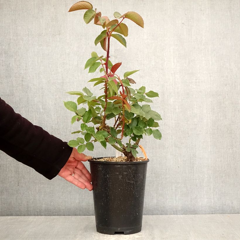 Exemplar von RosaMarylou - Edelrose Topf mit 4L/5L wie im Frühjahr geliefert