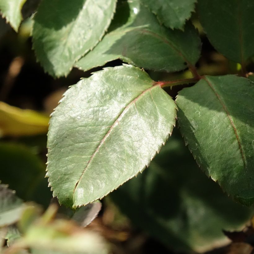 Rosa Memoire - Edelrose (Foliage)