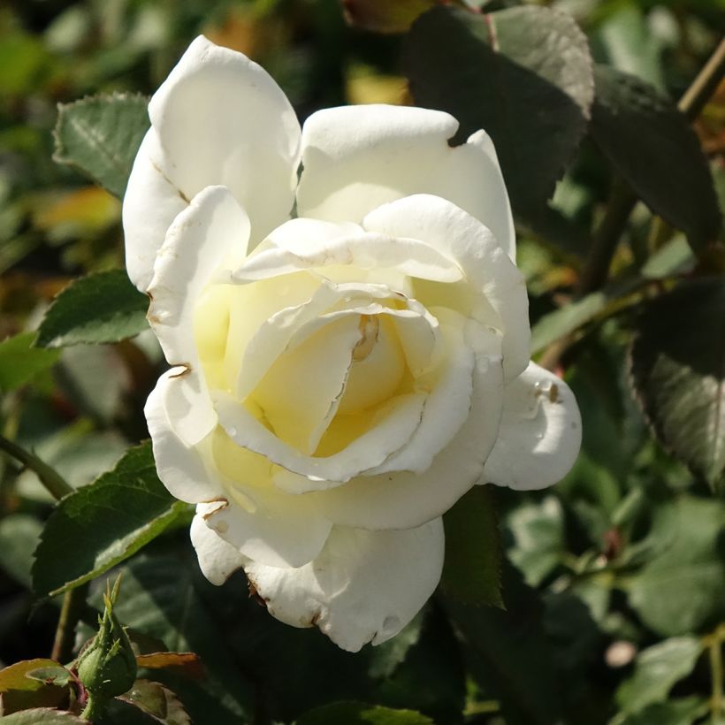 Rosa Memoire - Edelrose (Flowering)