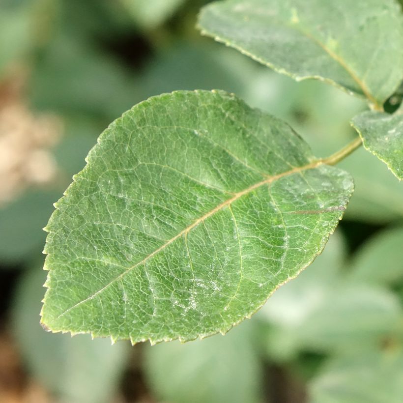 Rosa Metropolitan - Edelrose (Foliage)