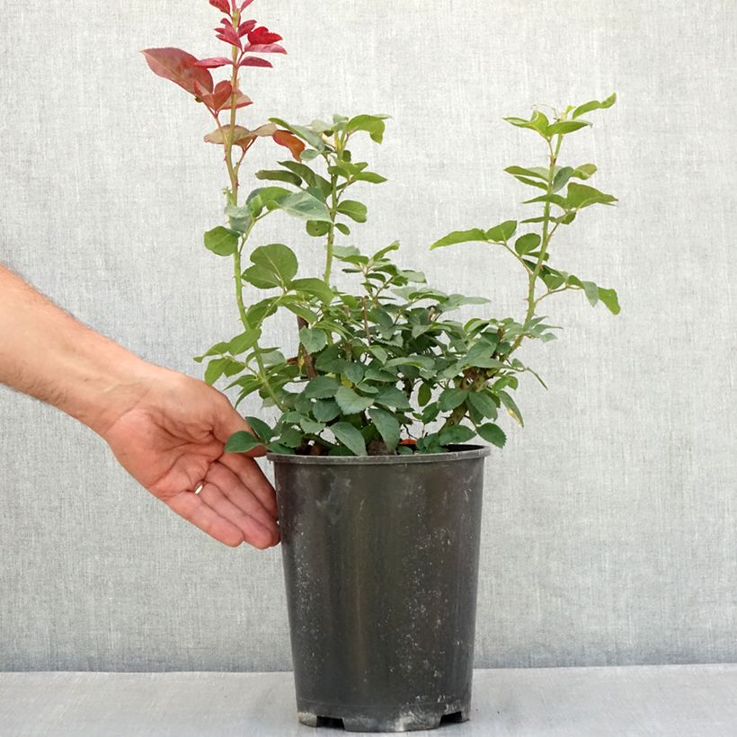 Example of Rosa Metropolitan - Edelrose Topf mit 4L/5L as you get in ete