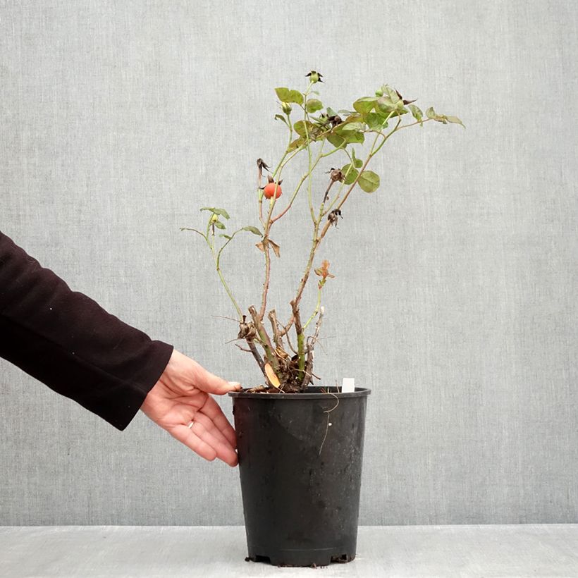Exemplar von Rosa Michelangelo - Edelrose Topf mit 4L/5L wie im Herbst geliefert