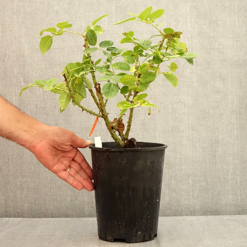 Example of Rosa Michelangelo - Edelrose Topf mit 4L/5L as you get in ete