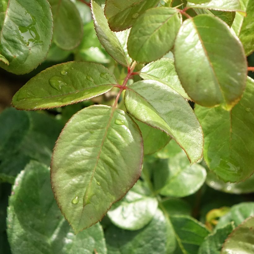 Rosa Michelangelo - Edelrose (Foliage)