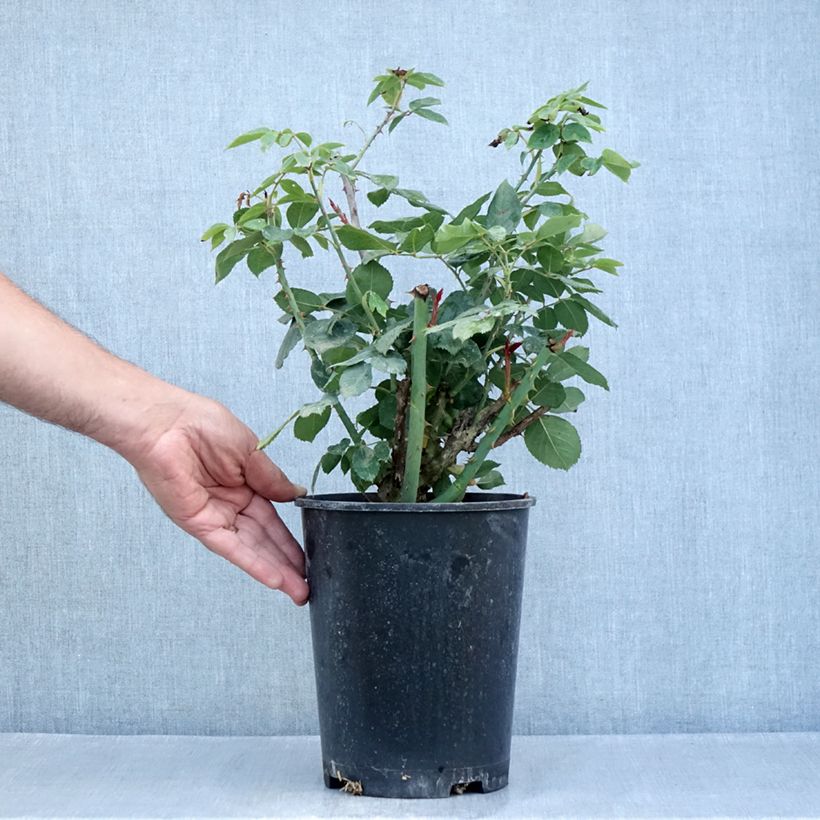 Example of Rosa Mister Lincoln - Edelrose Topf mit 4L/5L as you get in ete