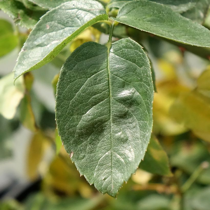 Rosa Mme A. Meilland - Edelrose (Foliage)