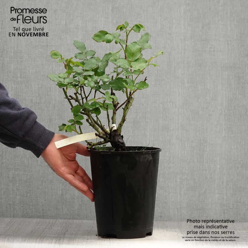 Example of Rosa New Imagine - Edelrose Topf mit 4L/5L as you get in automne