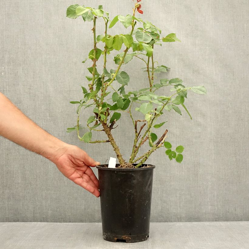 Example of Rosa Niharika - Edelrose Topf mit 4L/5L as you get in ete