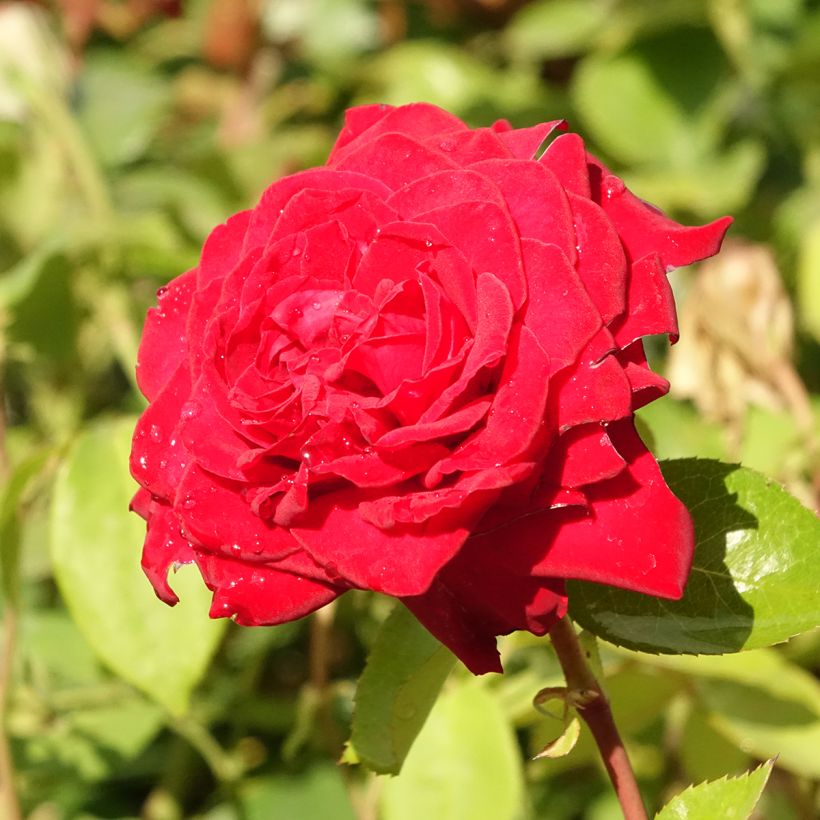 Rosa Noémie de Rothschild - Edelrose (Flowering)