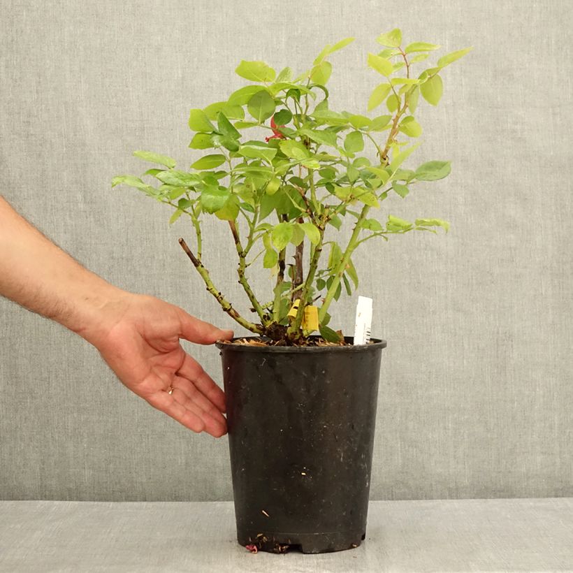 Example of Rosa Noémie de Rothschild - Edelrose Topf mit 4L/5L as you get in ete