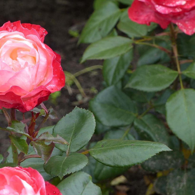 Rosa Nostalgie - Edelrose (Foliage)