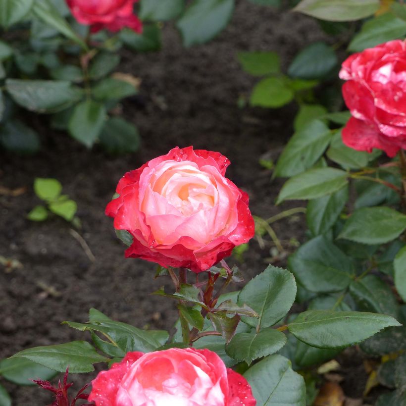 Rosa Nostalgie - Edelrose (Flowering)