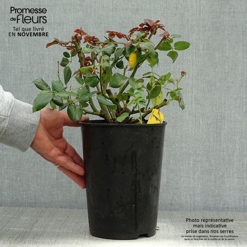 Example of Rosa Nostalgie - Edelrose Topf mit 4L/5L as you get in automne