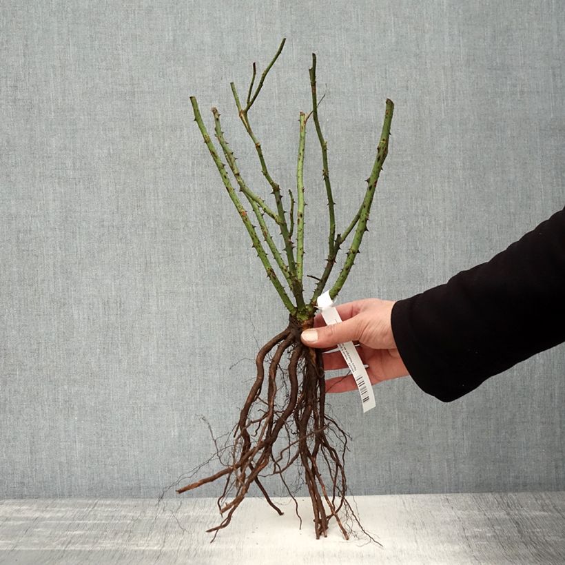 Exemplar von Rosa Nostalgie - Edelrose Wurzelnackt wie im Winter geliefert