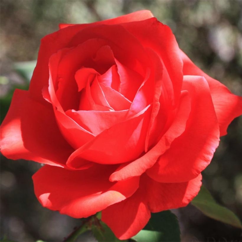 Rosa Nuage Parfumé - Edelrose (Flowering)