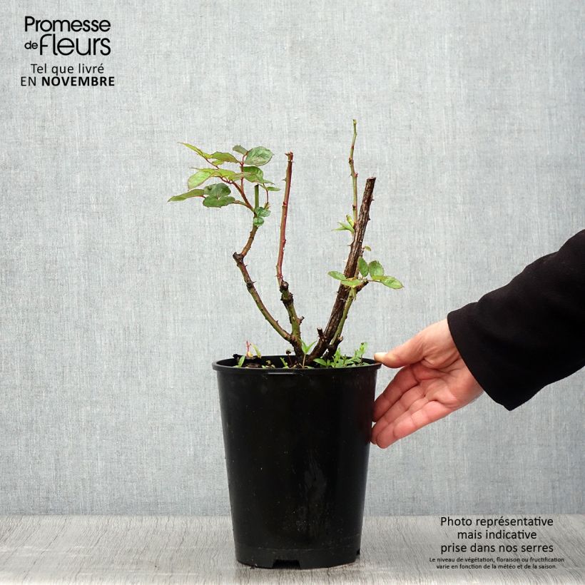 Example of Rosa Oriental Peace - Edelrose Topf mit 4L/5L as you get in automne