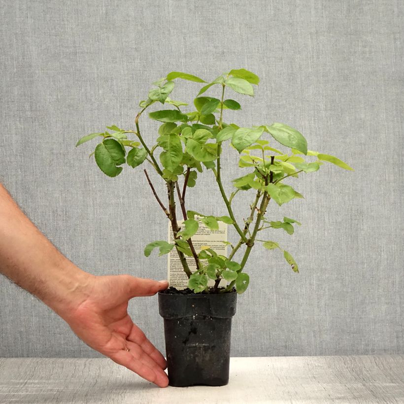 Example of Rosa Oriental Peace - Edelrose Topf 10 cm/11cm as you get in ete